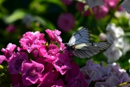 康乃馨蝴蝶图片