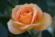 盛开的橙色玫瑰花图片