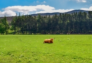高原牛苏格兰高地图片