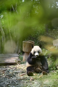 动物园国宝大熊猫图片