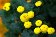 黄色蜂窝菊图片