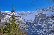 巍峨雪域高山冷杉图片