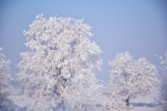 寒冬腊月树林银装素裹雪景图片