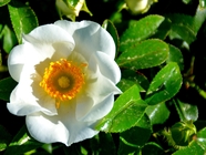 白色金樱子切罗基玫瑰图片