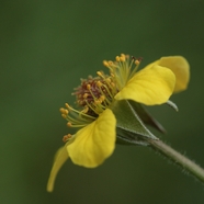 野生黄色花朵微距图片