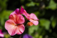 粉色马蹄天竺葵图片