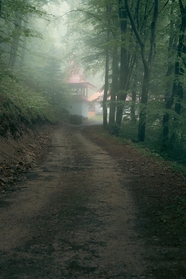 秋天清晨雾气缭绕树林风景图片