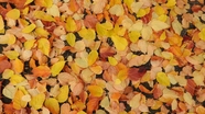 秋天满地黄叶图片