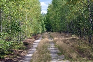 羊肠小道桦树林图片