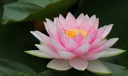 池塘粉色莲花图片