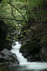 绿色森林山谷瀑布图片