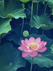 禅意荷花图片