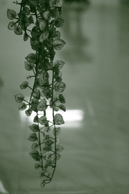下垂的绿萝藤蔓图片