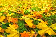 秋天公园满地落叶图片
