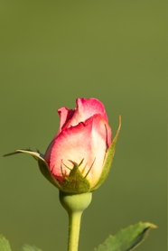 野生玫瑰花蕾图片