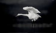大白鹭黑白意境摄影图片