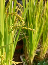 金秋时节稻谷稻穗图片