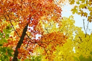 秋天枫树林枫叶图片