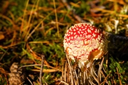 粉色飞木耳毒蘑菇图片