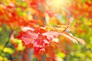 初秋的枫树图片
