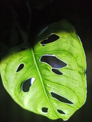 绿色龟背竹叶子创意摄影图片