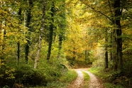 秋天树林风光图片