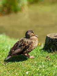 河边草地休憩的野鸭子图片
