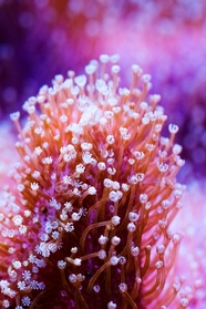 皮革珊瑚唯美意境摄影图片