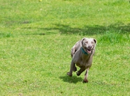 美国比特犬图片