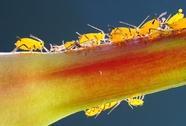 植物虱子蚜虫图片