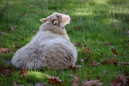 农场草地休憩的小羊羔图片