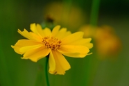 黄色大花金鸡菊图片