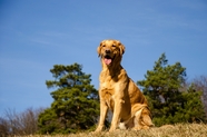 纯种拉布拉多犬图片