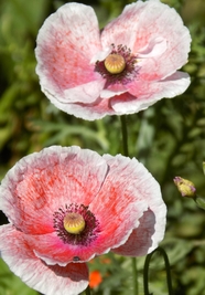 粉红色的罂粟花图片