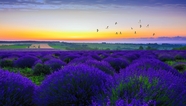 唯美浪漫紫色薰衣草花圃图片