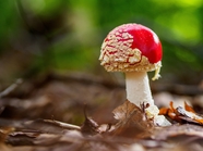 红色野生毒蘑菇图片