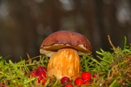 野生湾牛肝菌蘑菇图片