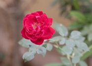 红色月季玫瑰图片