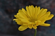 黄色绒球菊花图片