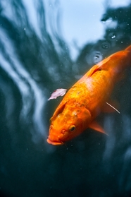 鱼塘红色锦鲤鱼图片