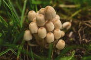一团野生小蘑菇图片