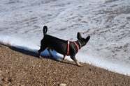 海边沙滩黑色小狗图片