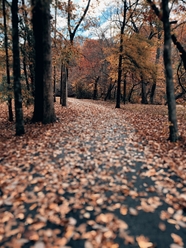 秋天树林萧条风景图片