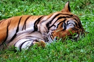 趴在草地上休息的老虎图片