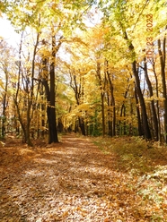 金色的秋天树林风景图片