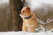 冬天雪地萌犬狗狗图片