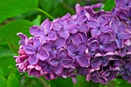 春天紫色丁香花图片