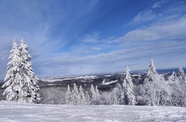 冬季雪地雪松风景图片