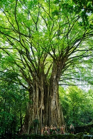 绿色苍天大榕树图片