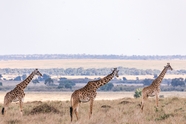 非洲大草原野生长颈鹿图片